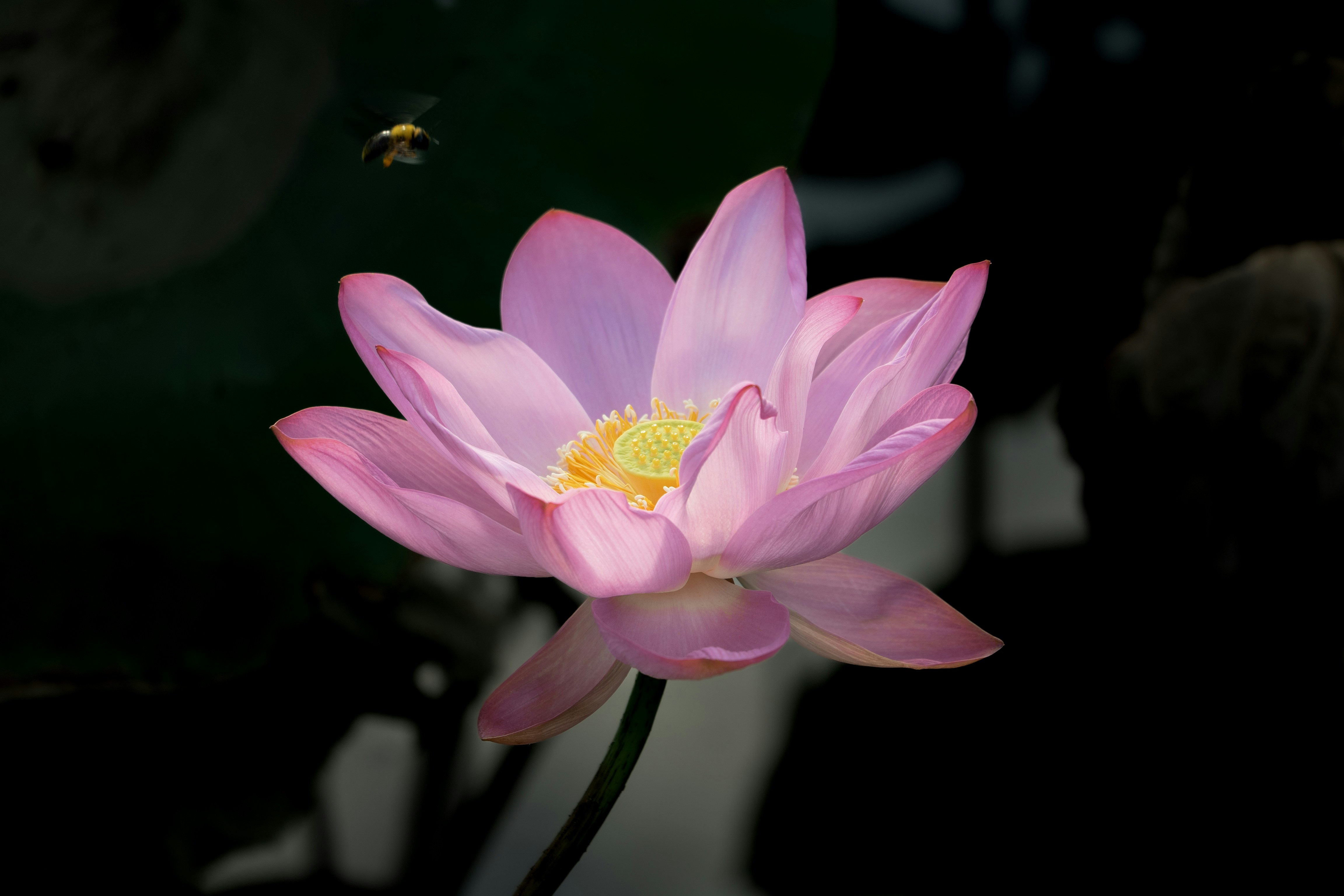 Calm flower